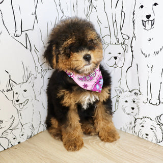 Harlow - Available Now
