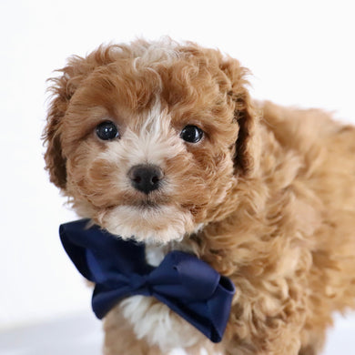 Devin - Available Now