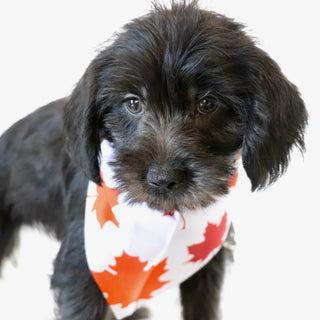 Hans - Available Now