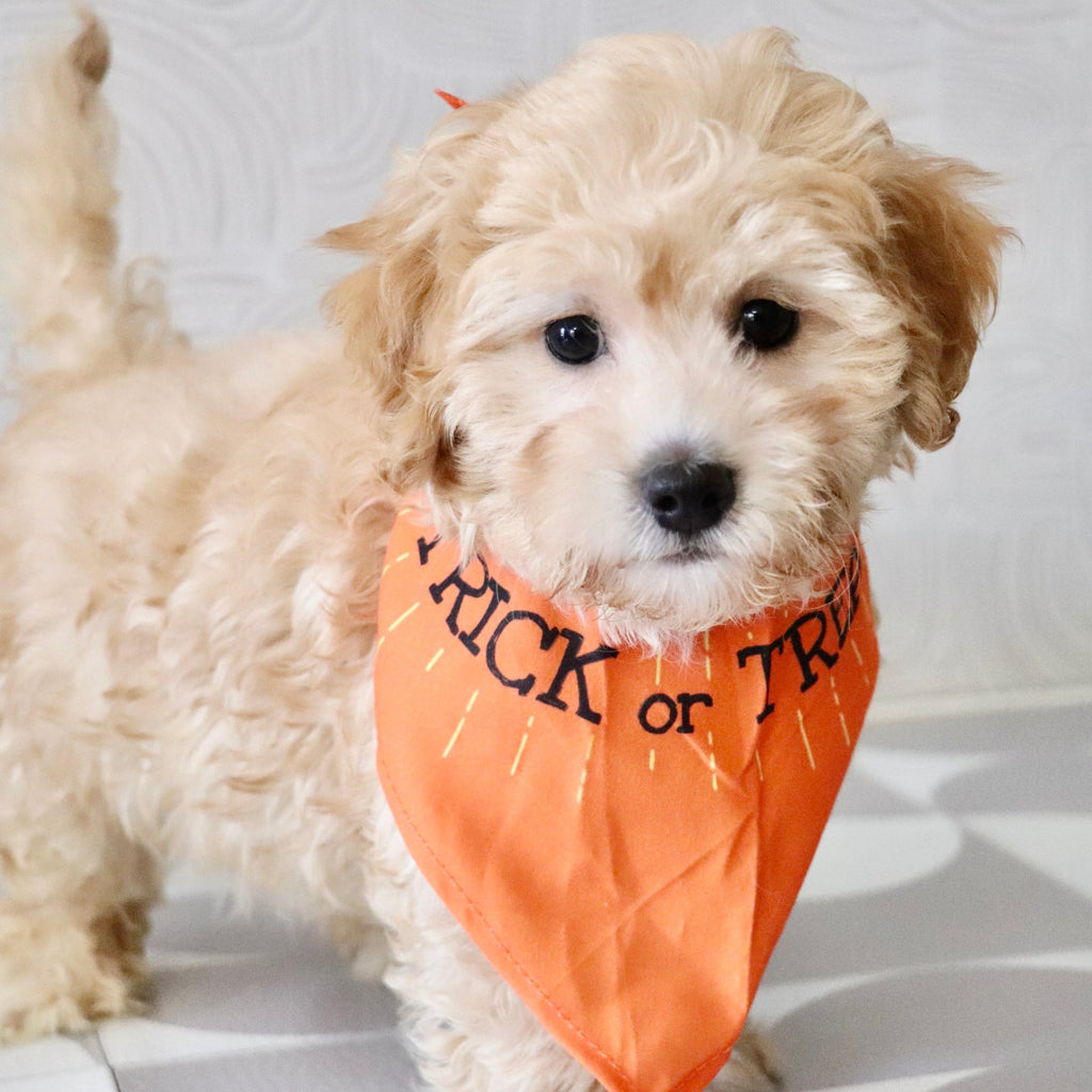 Nacho - Available Now