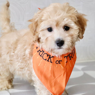 Nacho - Available Now