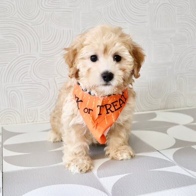 Nacho - Available Now