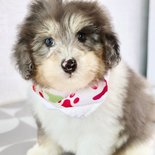 Oswald *PRE-TRAINED* - Available Now