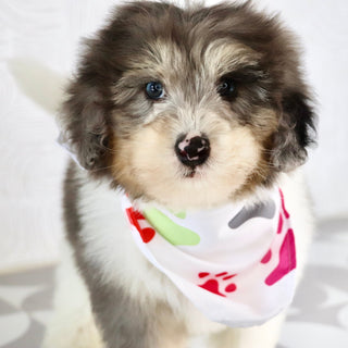 Oswald *PRE-TRAINED* - Available Now