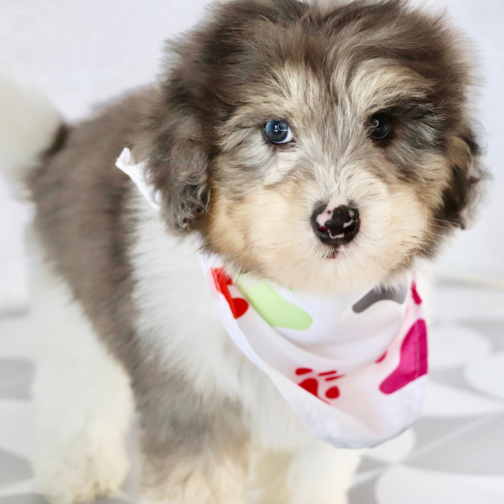 Oswald *PRE-TRAINED* - Available Now