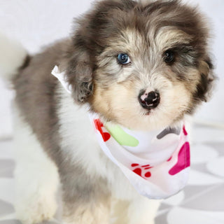 Oswald *PRE-TRAINED* - Available Now