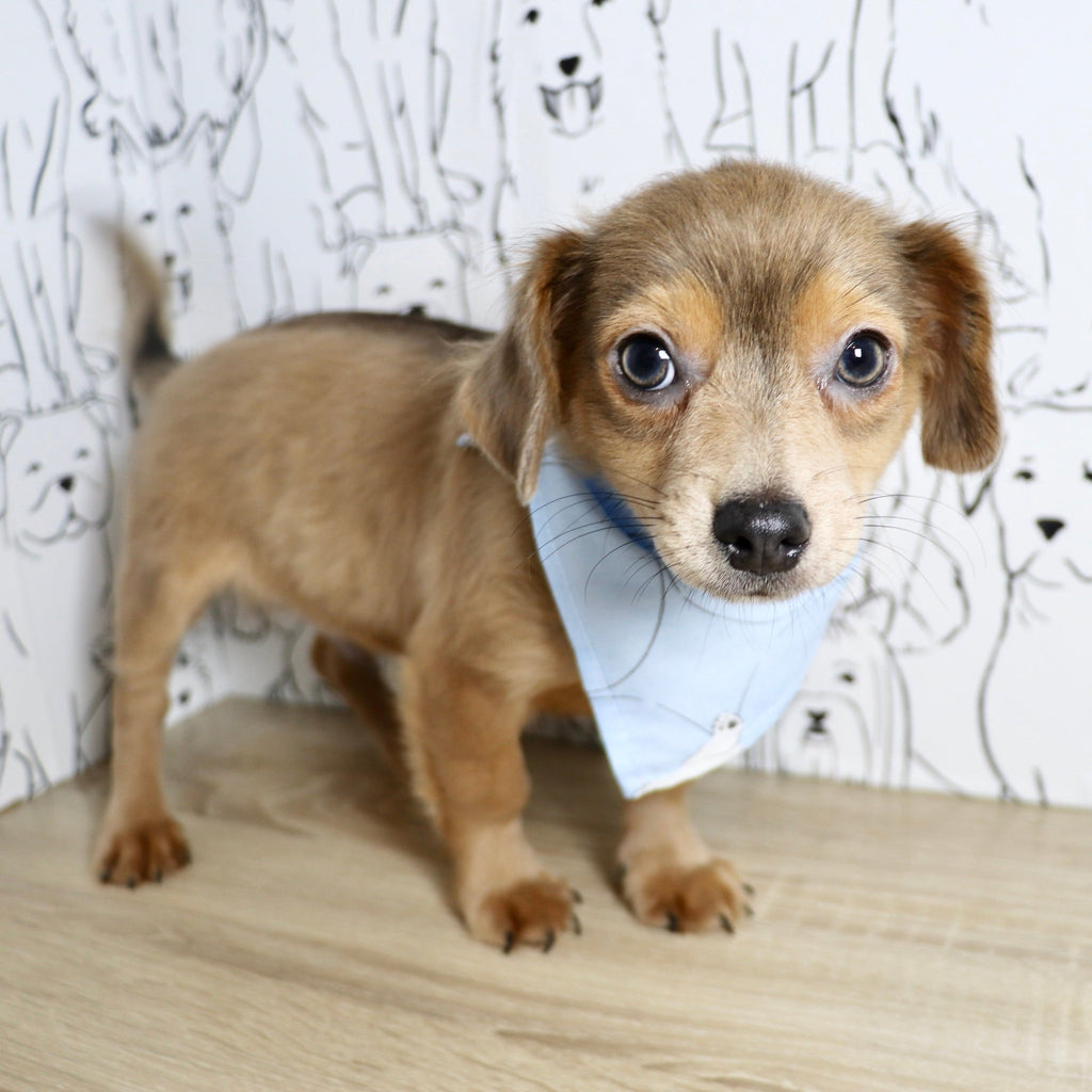 Oscar - Available Now