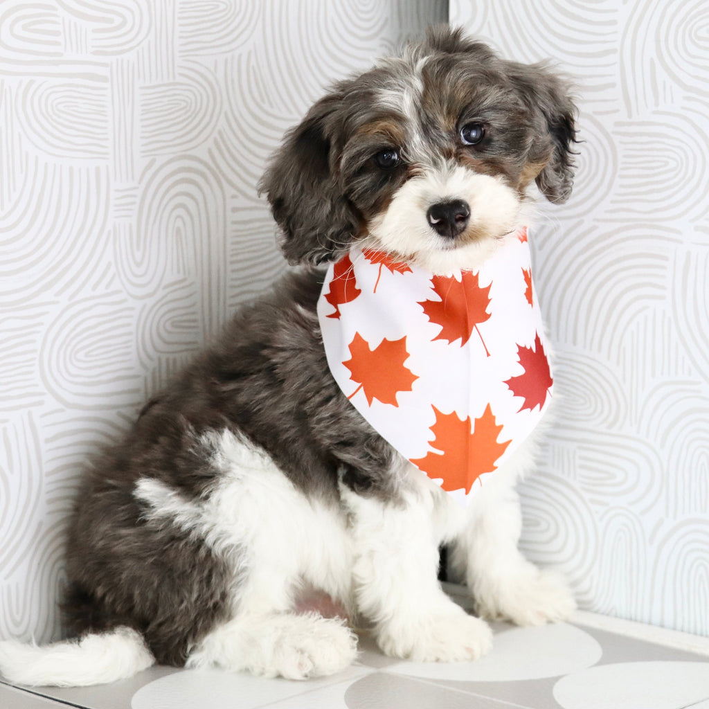 Rhett - Available Now