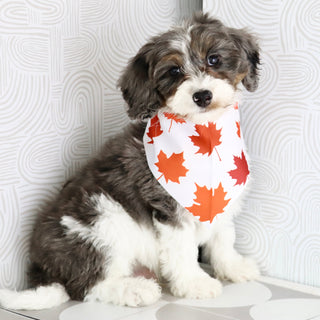 Rhett - Available Now