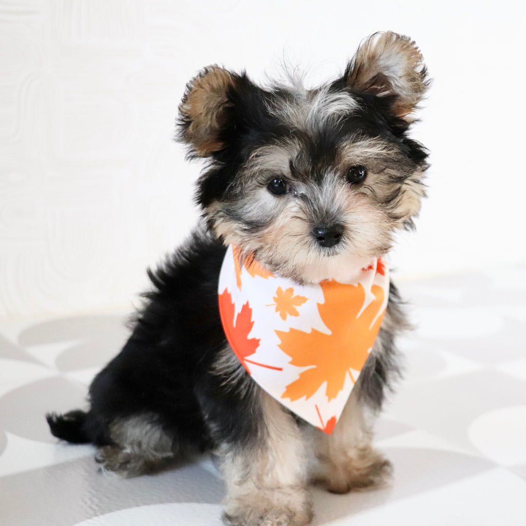 Dustin - Available Now