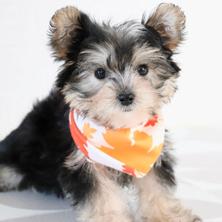 Dustin - Available Now