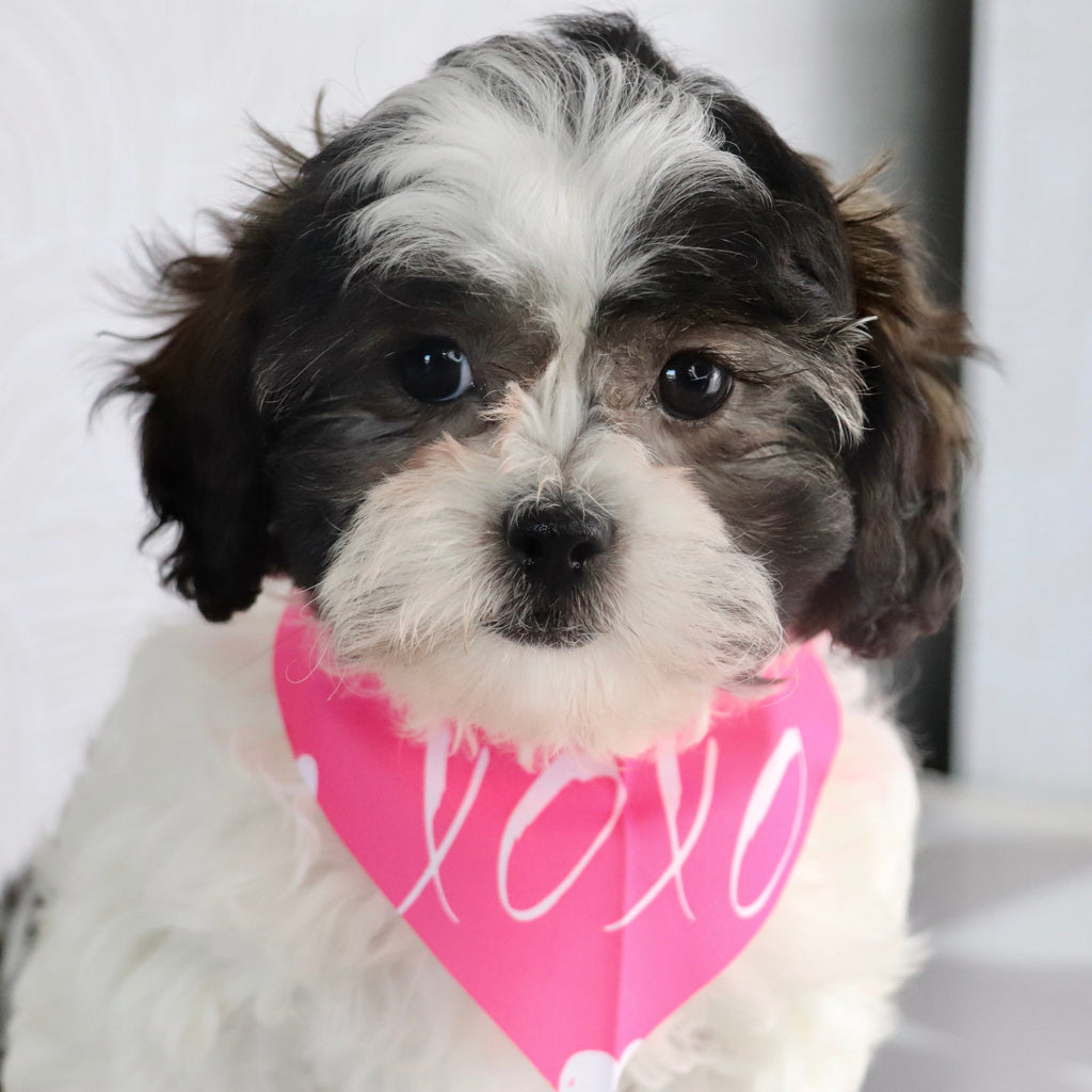 welcome to up and away pups