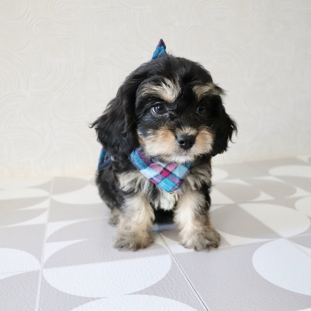 Betsy - Available Now
