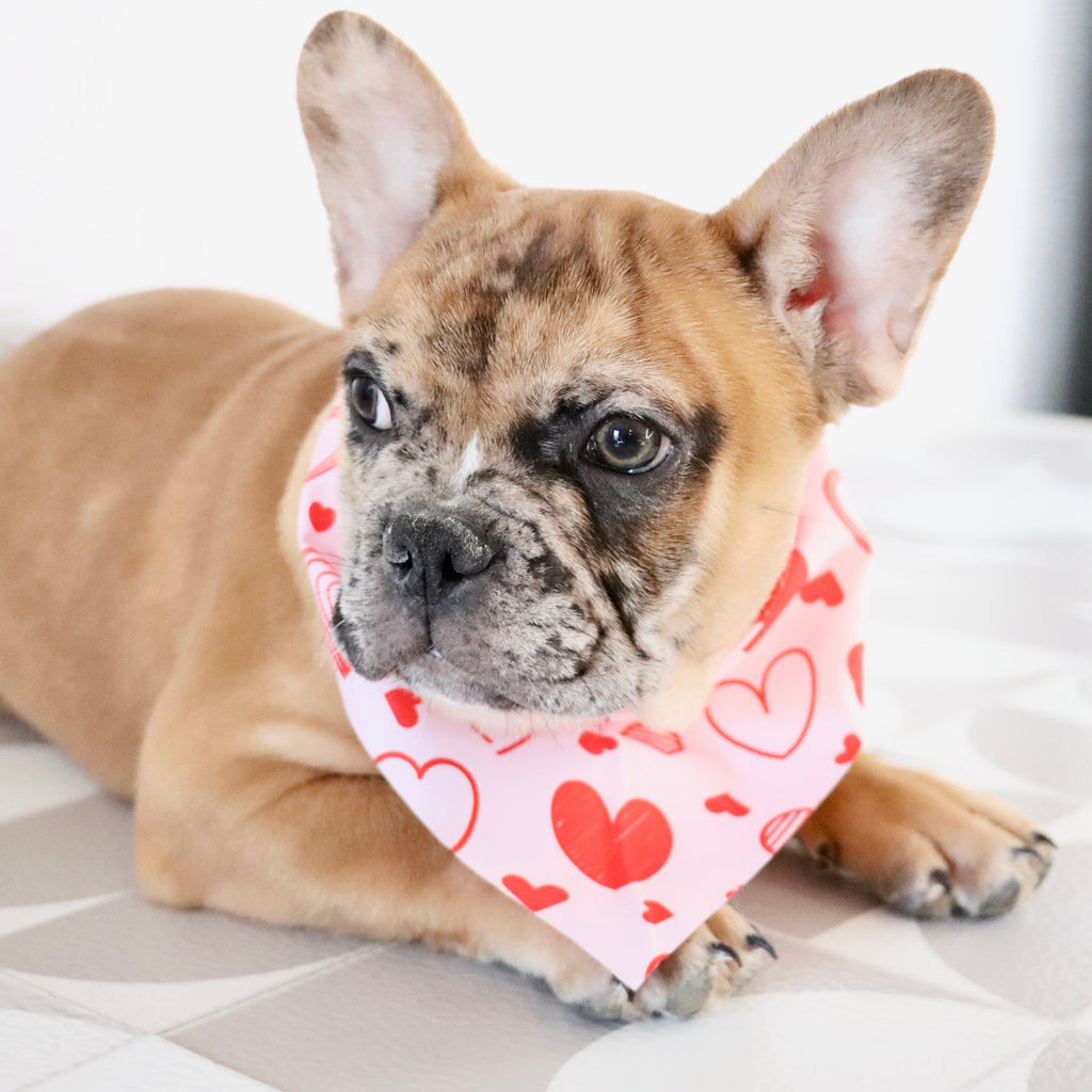 Dilan - Available Now