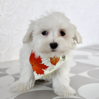 Josh - Available Now