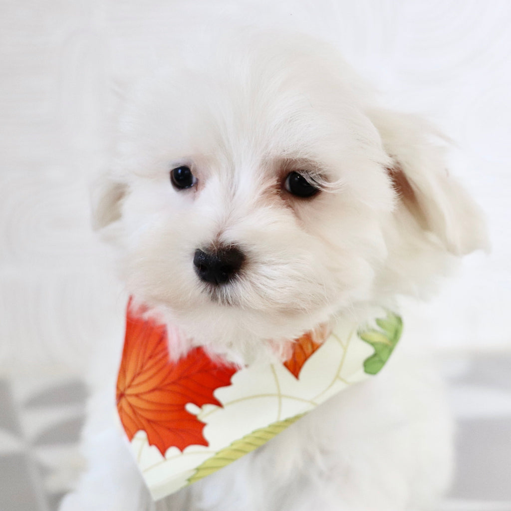 Josh - Available Now