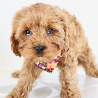 Vince - Available Now