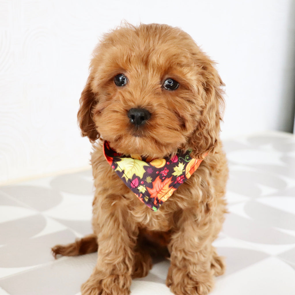 Vince - Available Now