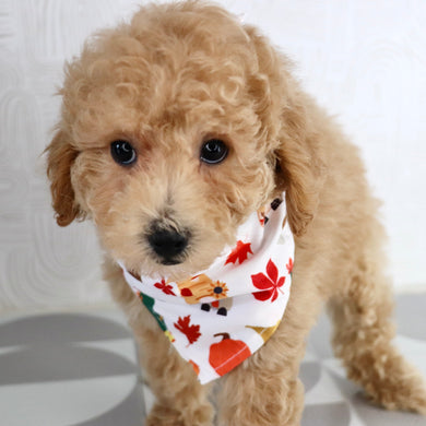 Parade - Available Now