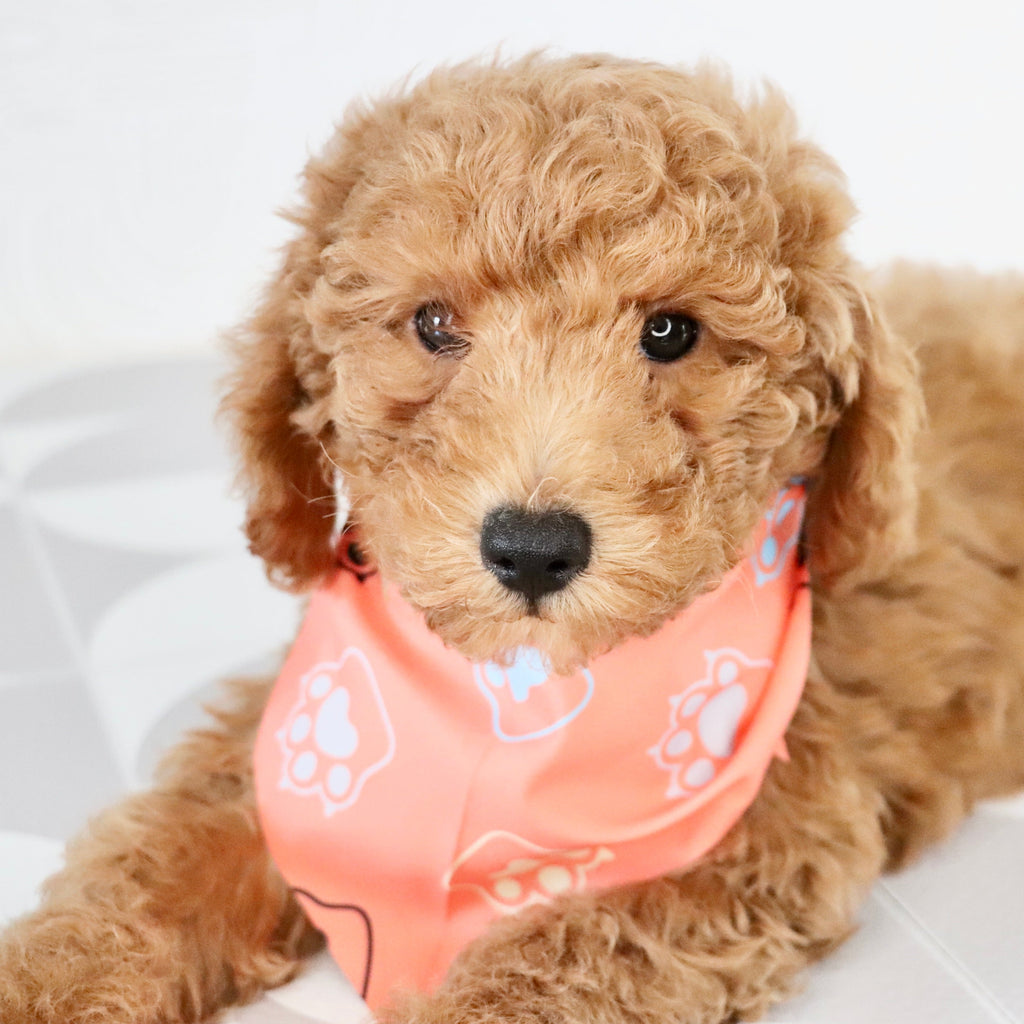 Victor - Available Now