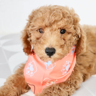 Victor - Available Now