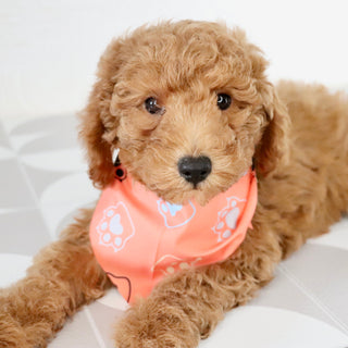 Victor - Available Now