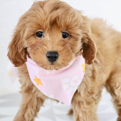 Arie - Available Now