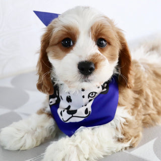 Shaw - Available Now