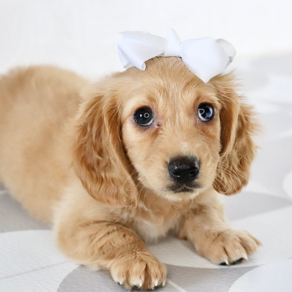 Carmel - Available Now