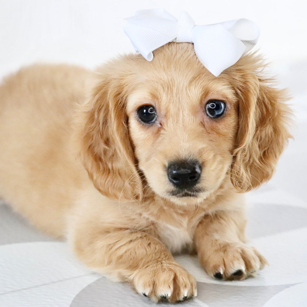 Carmel - Available Now