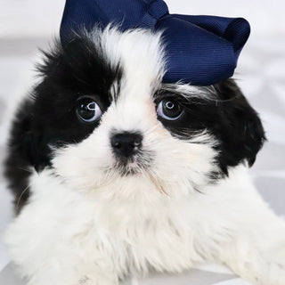 Carolina - Available Now