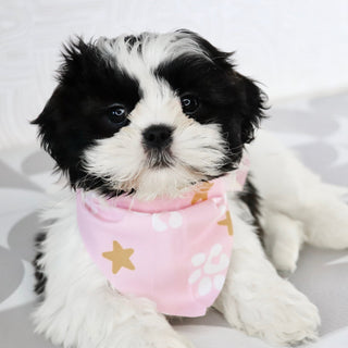 Patty - Available Now