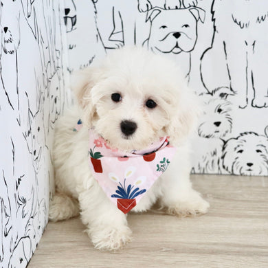 Perla - Available Now