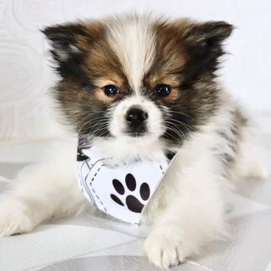 Graham - Available Now