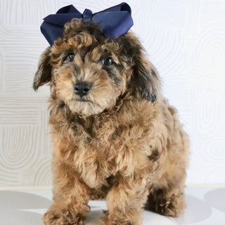 Ginger - Available Now