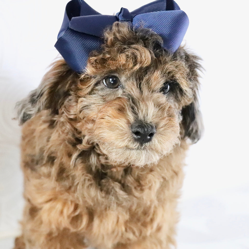 Ginger - Available Now