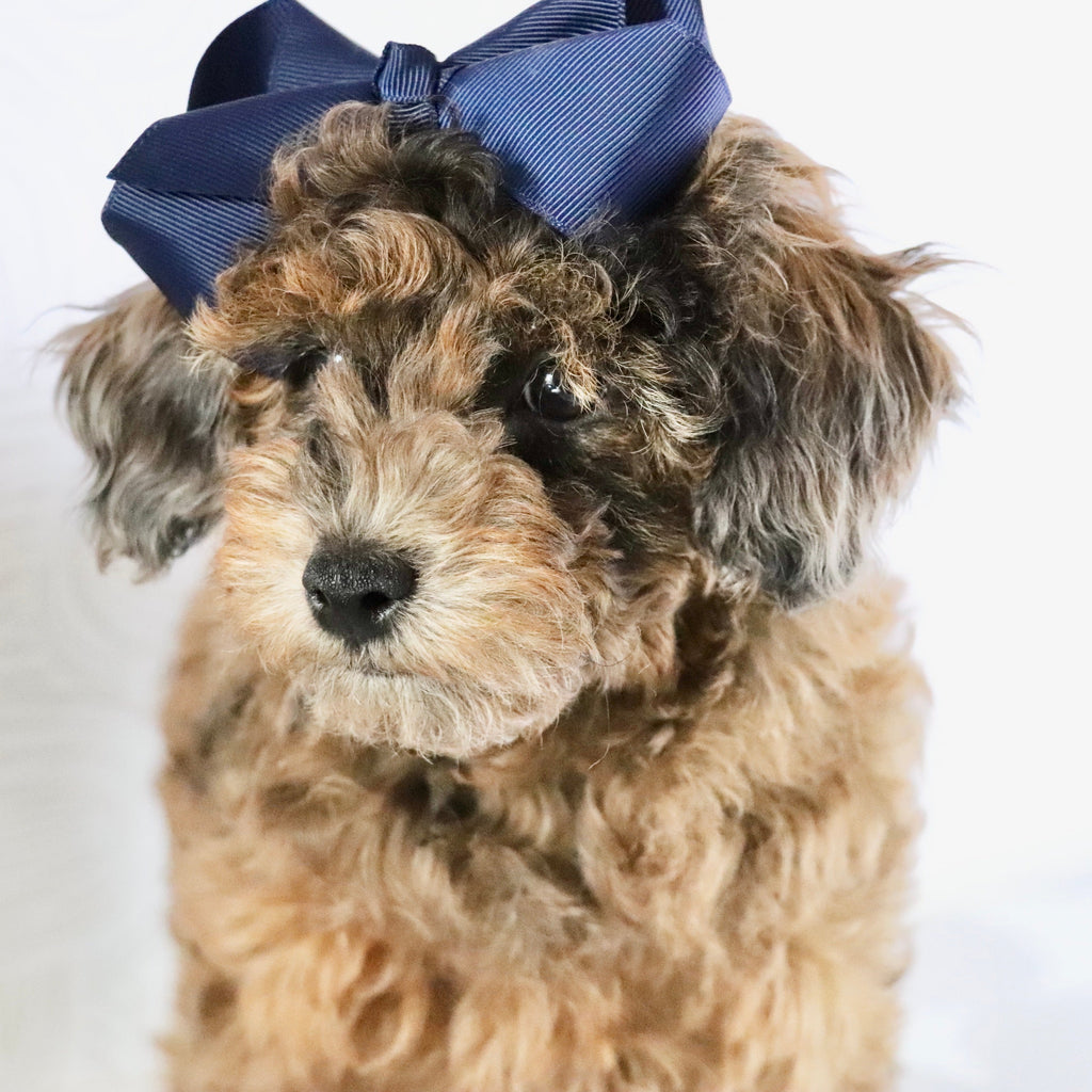 Ginger - Available Now