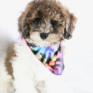 Buckeye - Available Now