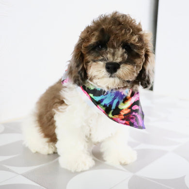 Buckeye - Available Now