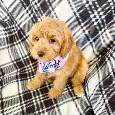 Rosalie *RE-TRAINED* - Available 6/8