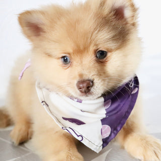 Sara - Available Now