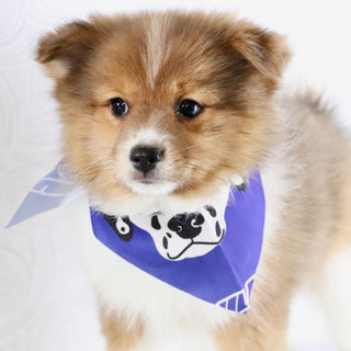 Hunter - Available Now