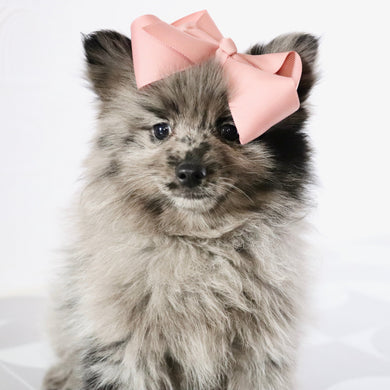 Elsa - Available Now