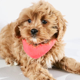 Irving - Available Now