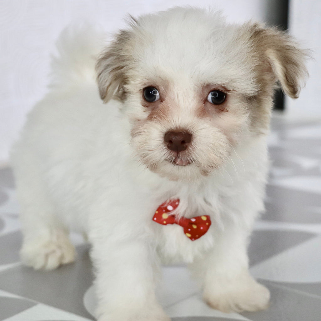 Grady - Available Now