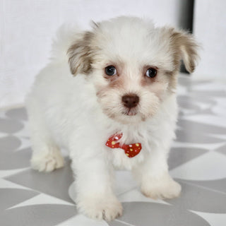 Grady - Available Now
