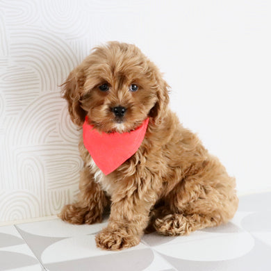 Irving - Available Now