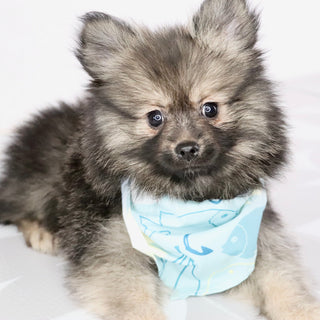 Barney - Available Now
