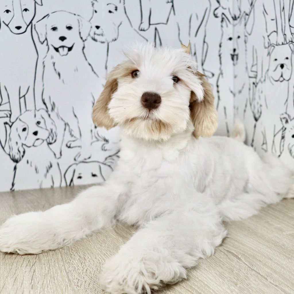 Tuffy - Available Now