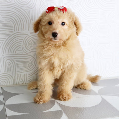 Maxine - Available Now